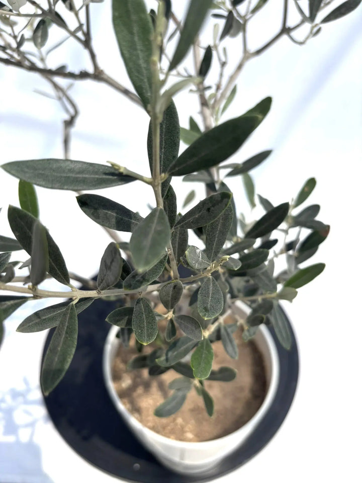 NO.10503-3_720x.jpg?v=1749431386