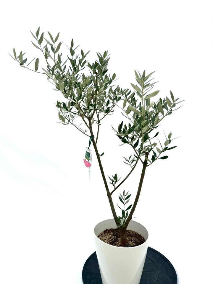 人気・直立型】ミッション（オリーブの木）〈シンボル向き〉｜95cm｜S