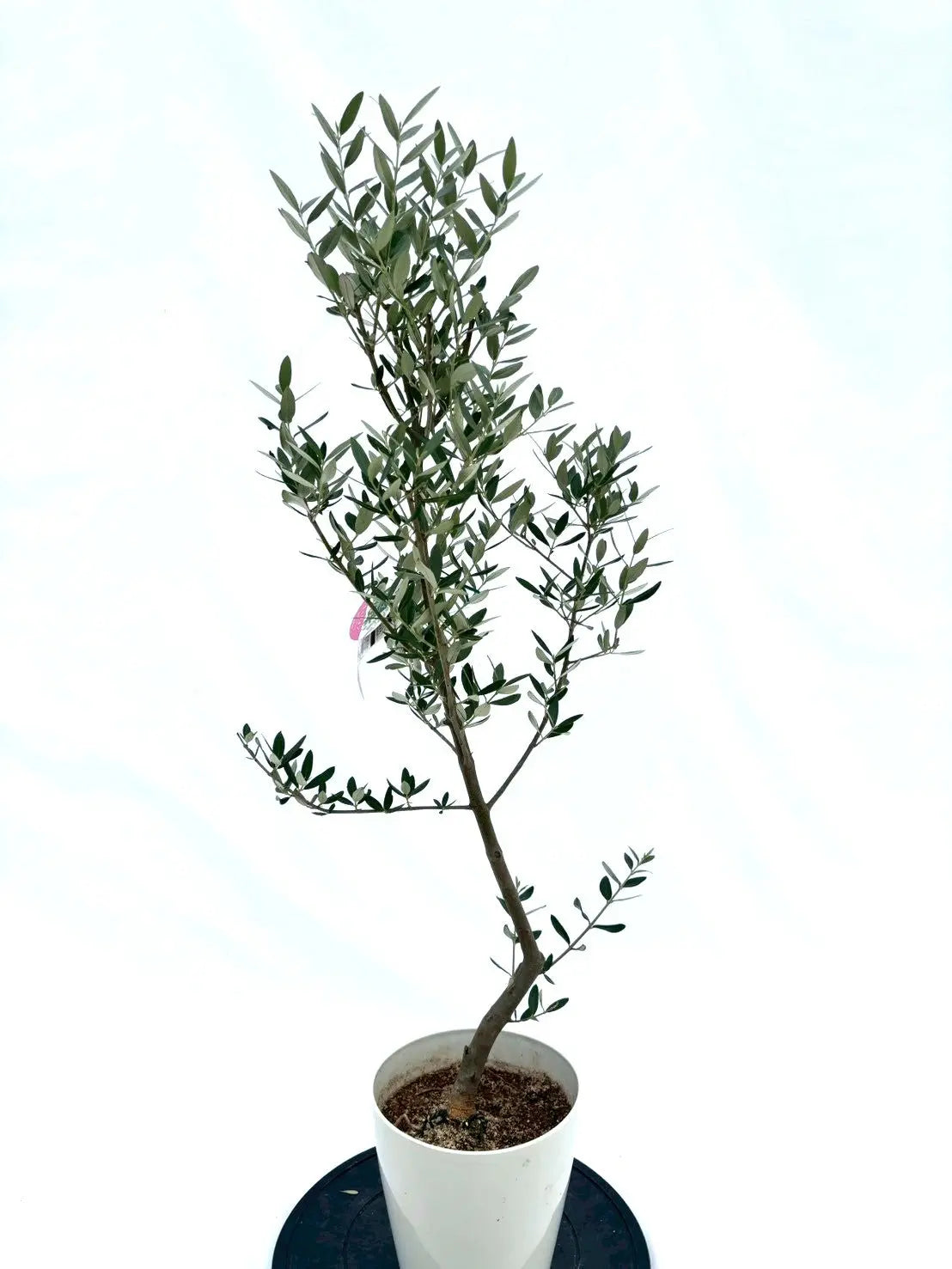 人気・直立型】ミッション（オリーブの木）〈シンボル向き〉｜110cm｜S