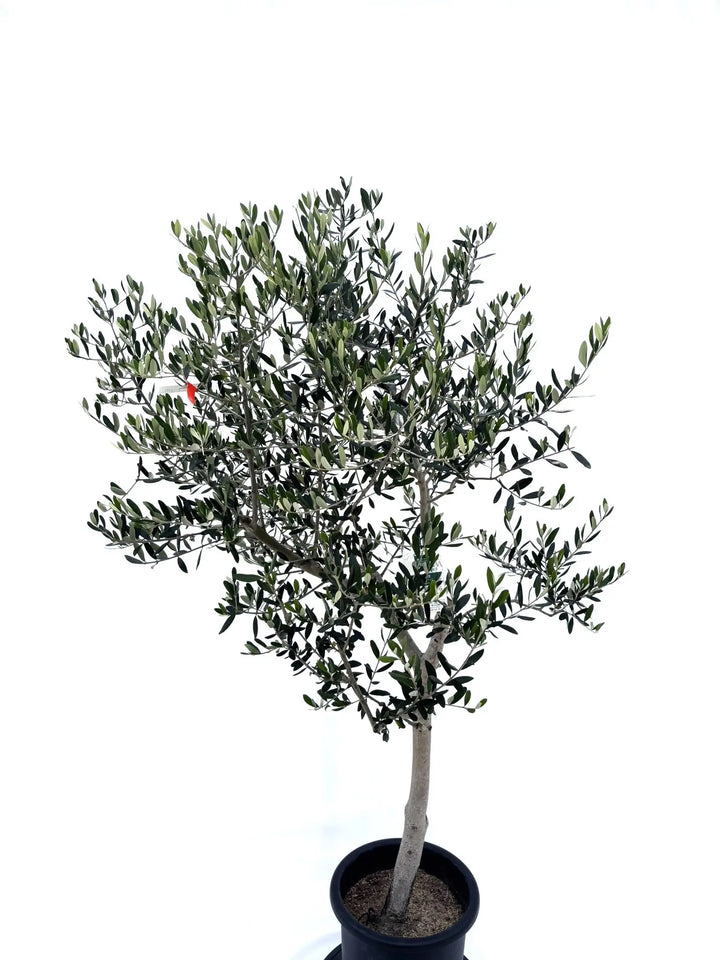 人気・寒冷地対応】ルッカ（オリーブの木）〈初心者向き〉｜175cm｜L