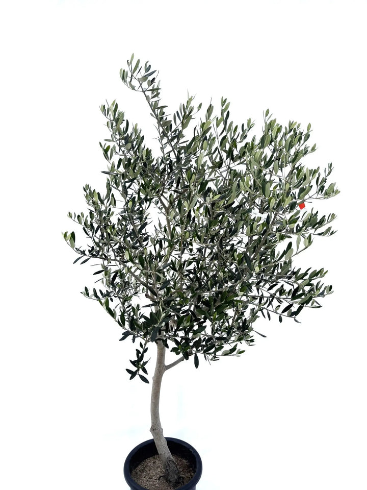 人気・寒冷地対応】ルッカ（オリーブの木）〈初心者向き〉｜175cm｜L