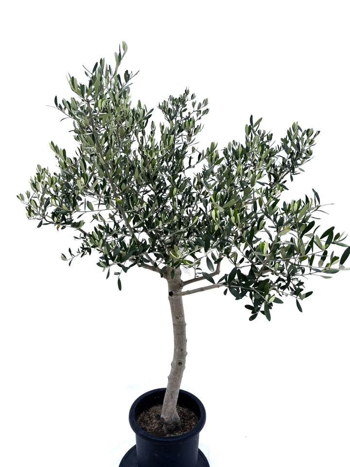 人気・寒冷地対応】ルッカ（オリーブの木）〈初心者向き〉｜160cm｜L