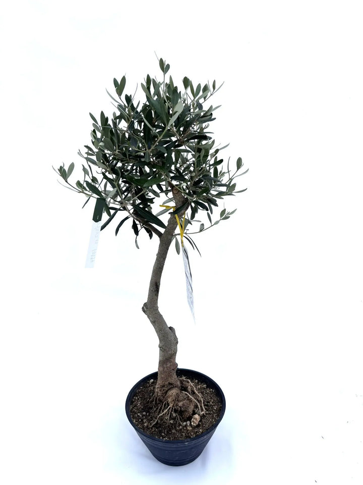 人気・開帳型】ネバディロブランコ（オリーブの木）〈初心者向き〉｜約