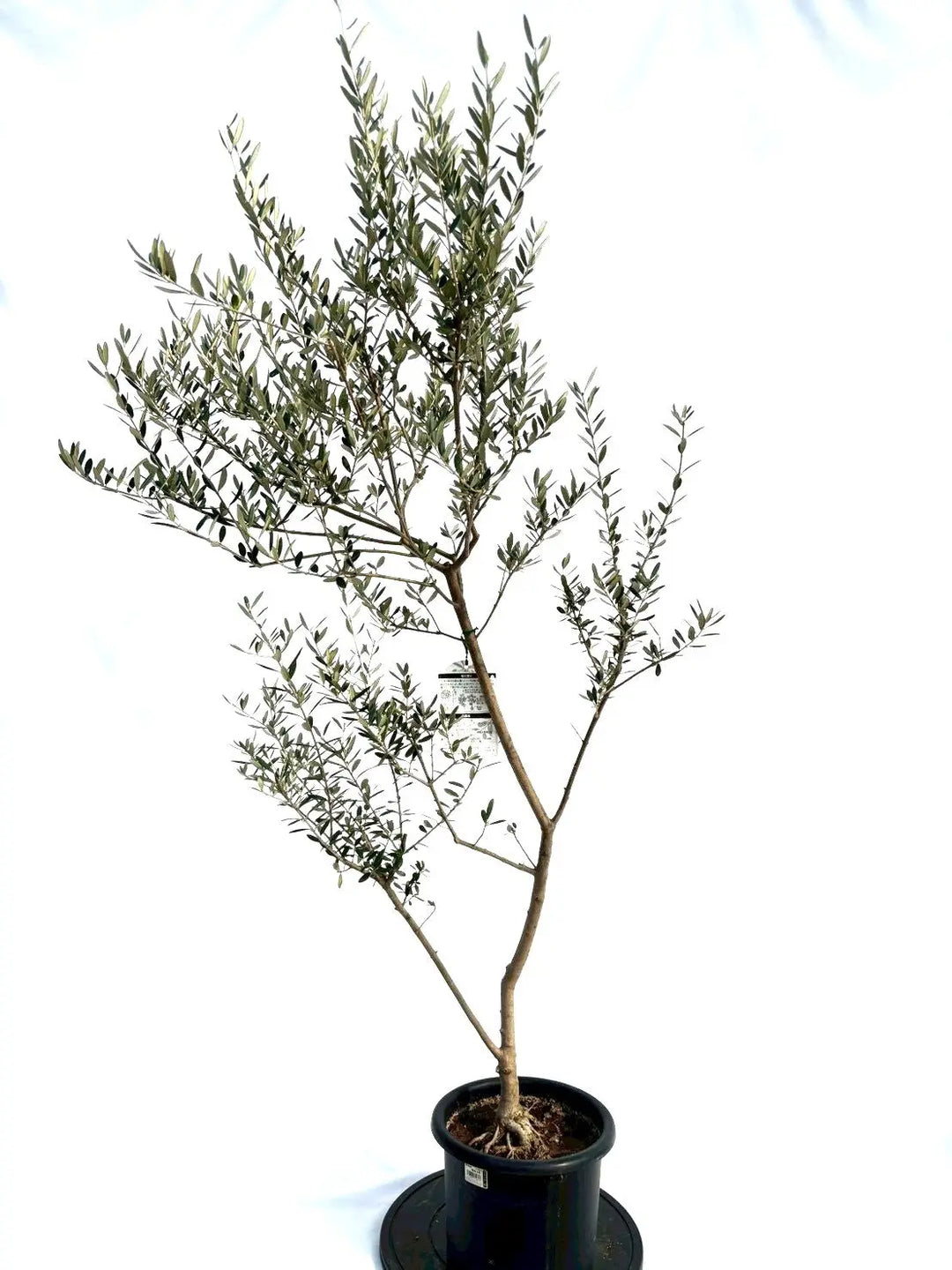 NEWマンザニロ（オリーブの木）｜Mサイズ｜NO.10693｜約165cm｜ 人気