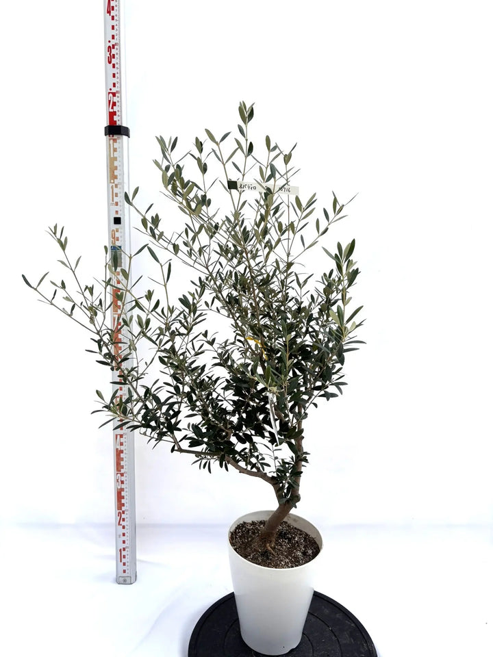 NEWネバディロブランコ（オリーブの木）｜Sサイズ｜NO.10716｜約110cm