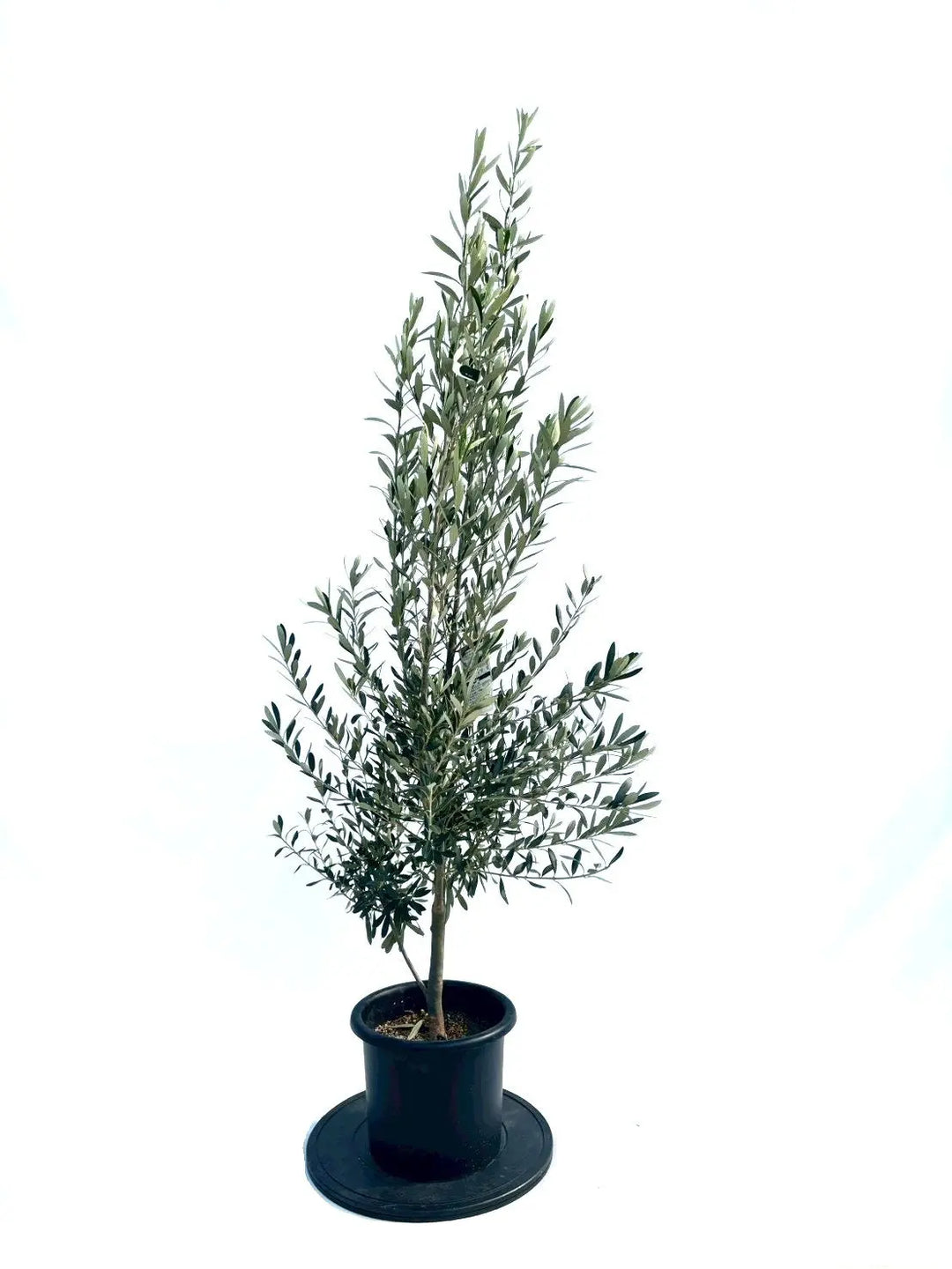 オリーブの木（全商品）｜写真の木をそのままお届け［現品販売］｜鶴亀