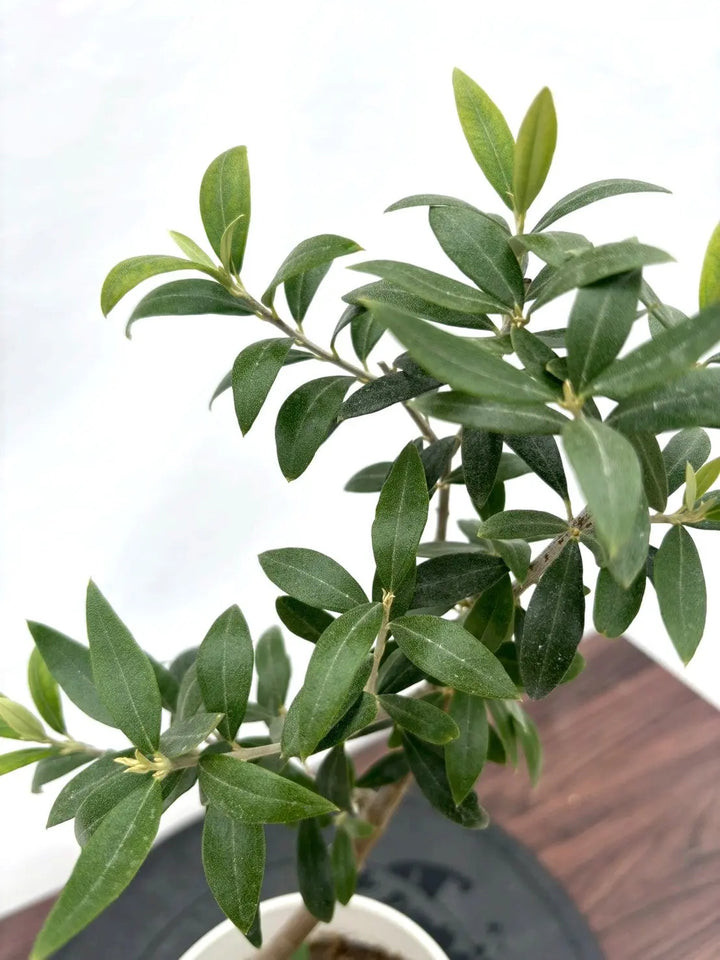 NEWセントキャサリン（オリーブの木）｜XXSサイズ｜NO.10928｜約50cm