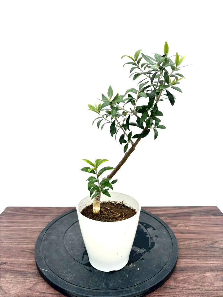 NEWセントキャサリン（オリーブの木）｜XXSサイズ｜NO.10928｜約50cm