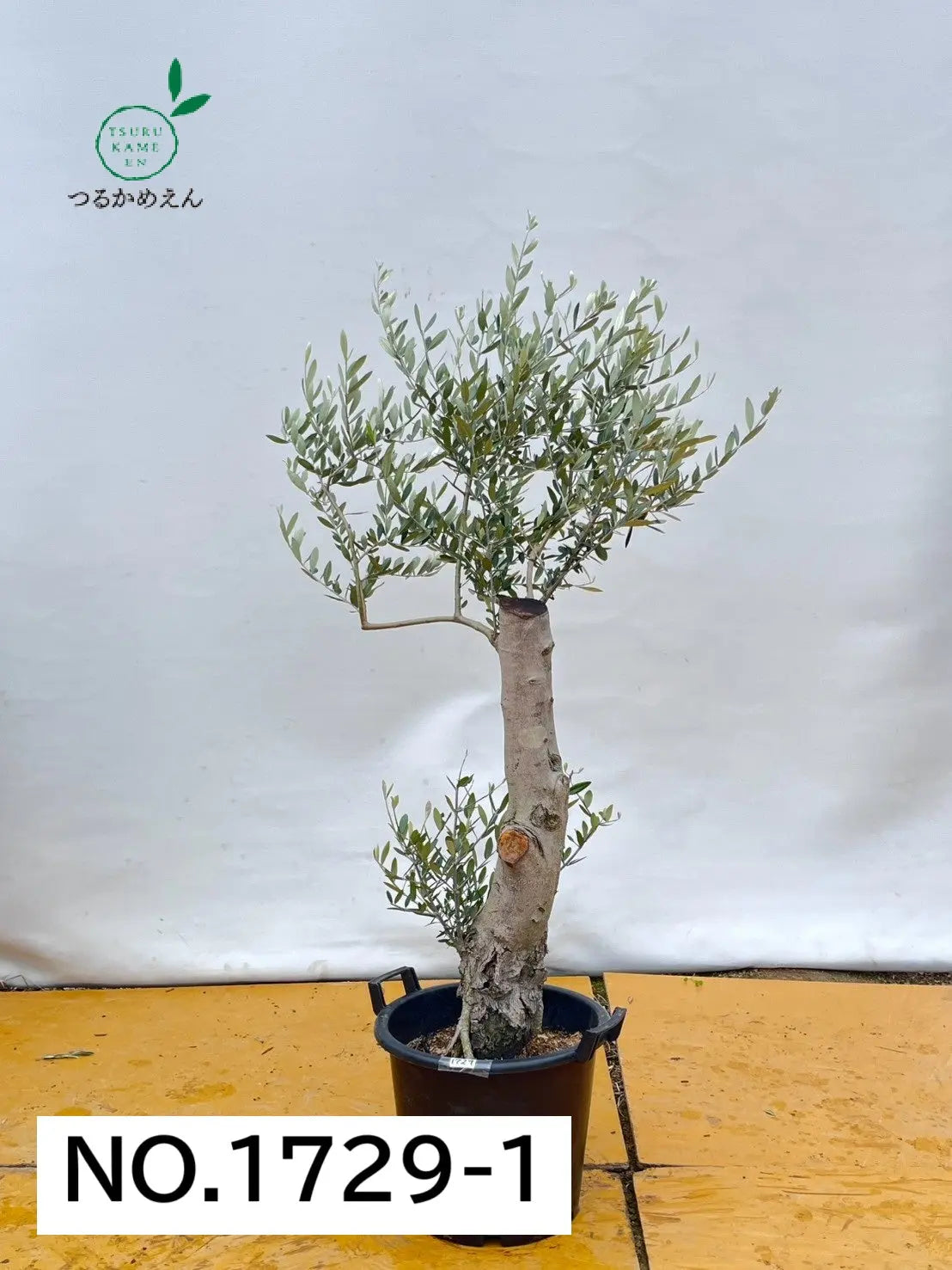ルッカ XLサイズ 約170cm NO.1729 オリーブの木 古木 - 株式会社鶴亀園