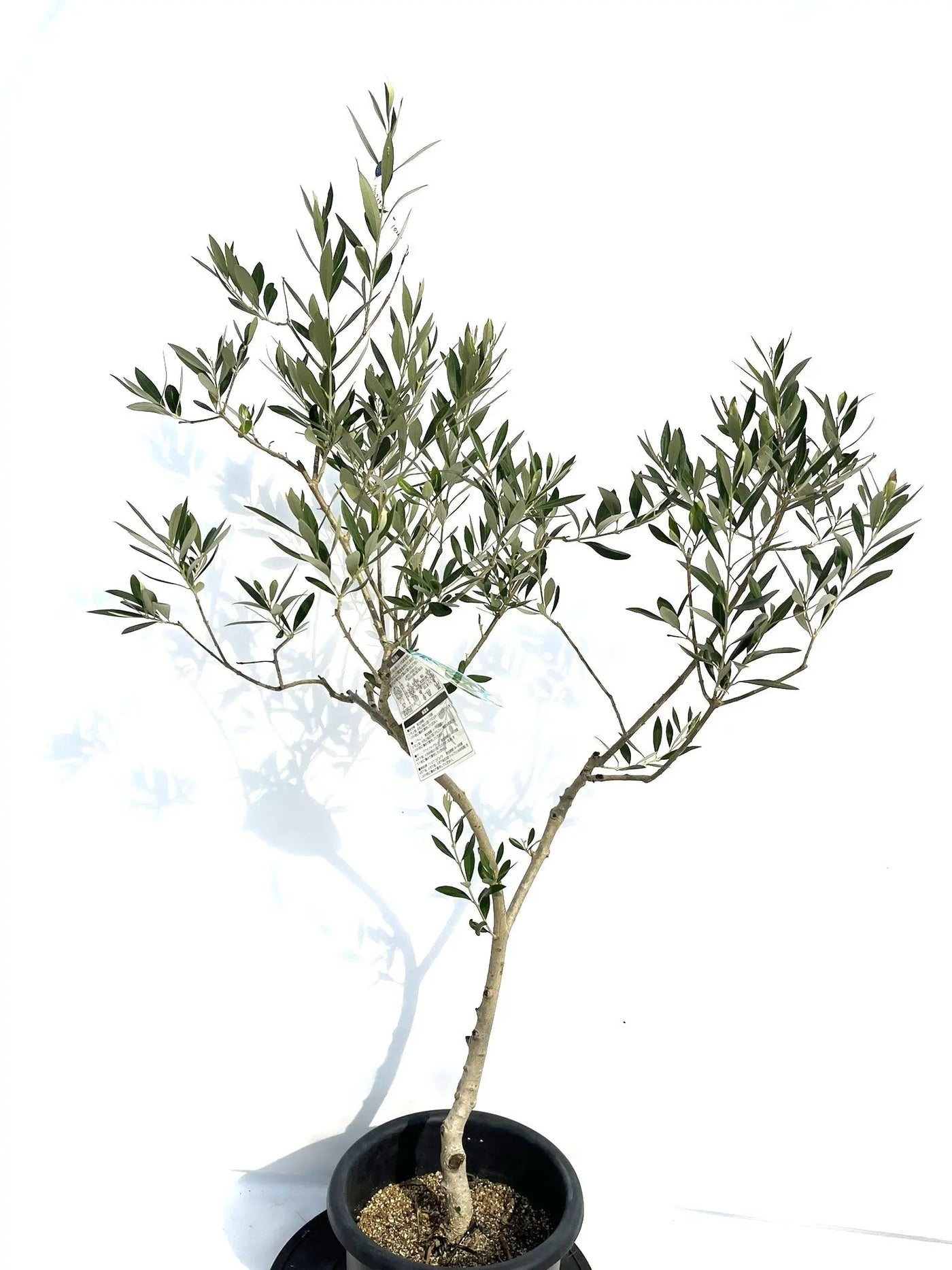 ブラックイタリアン Mサイズ 約130cm NO.10264 オリーブの木 - 株式