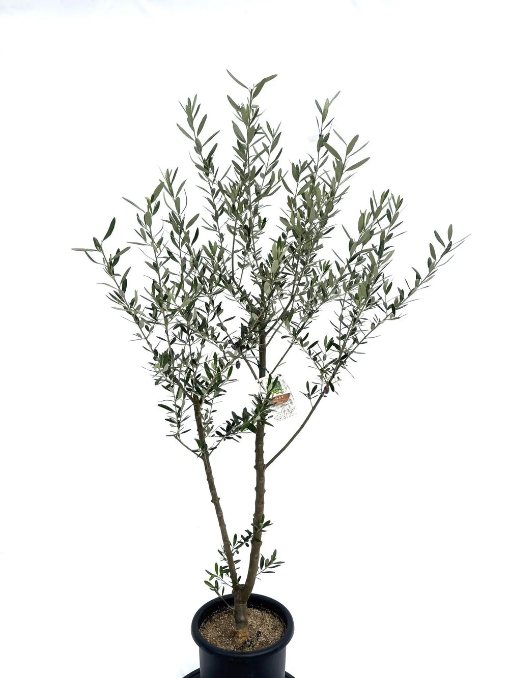 オリーブの木（全商品）｜写真の木をそのままお届け［現品販売］｜鶴亀