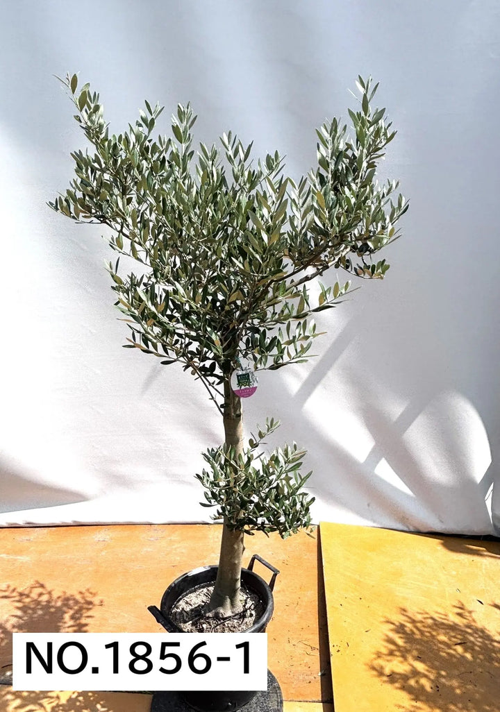 1856_1_720x.jpg?v=1753117608