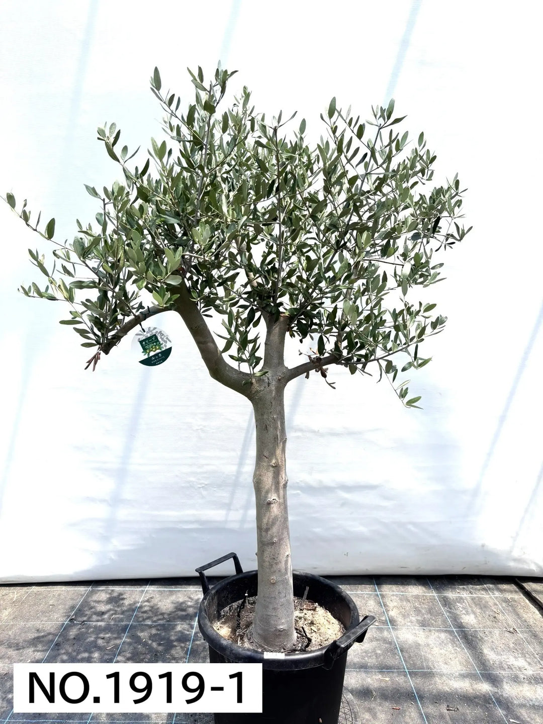 1919_1_1080x.jpg?v=1753117552