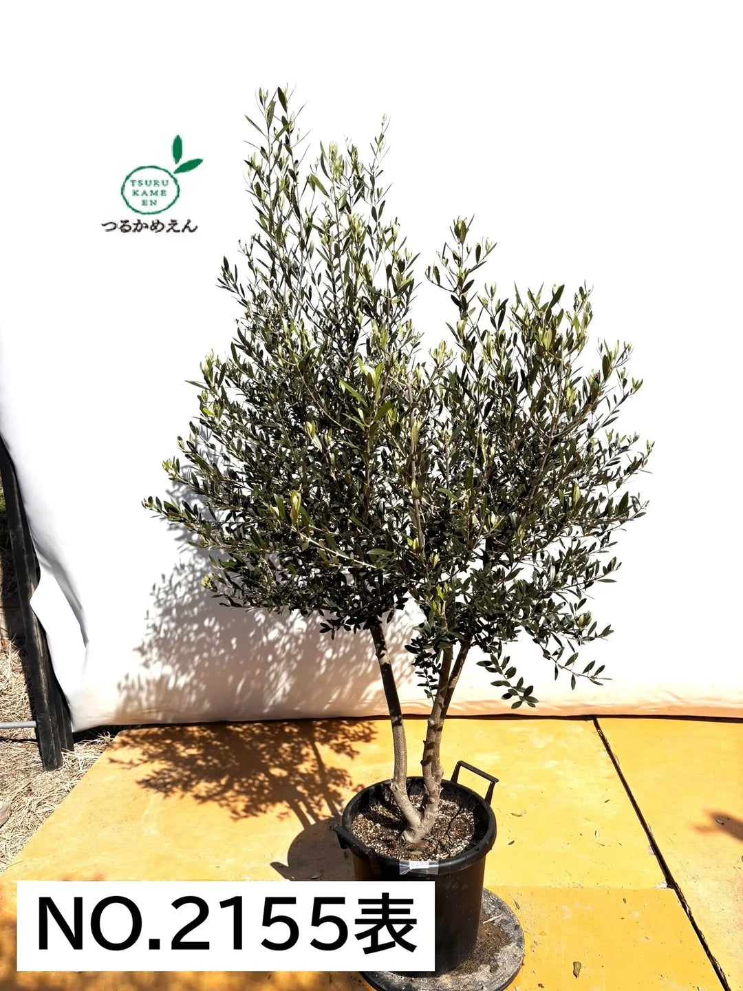 風格ある古木オリーブ - 株式会社鶴亀園