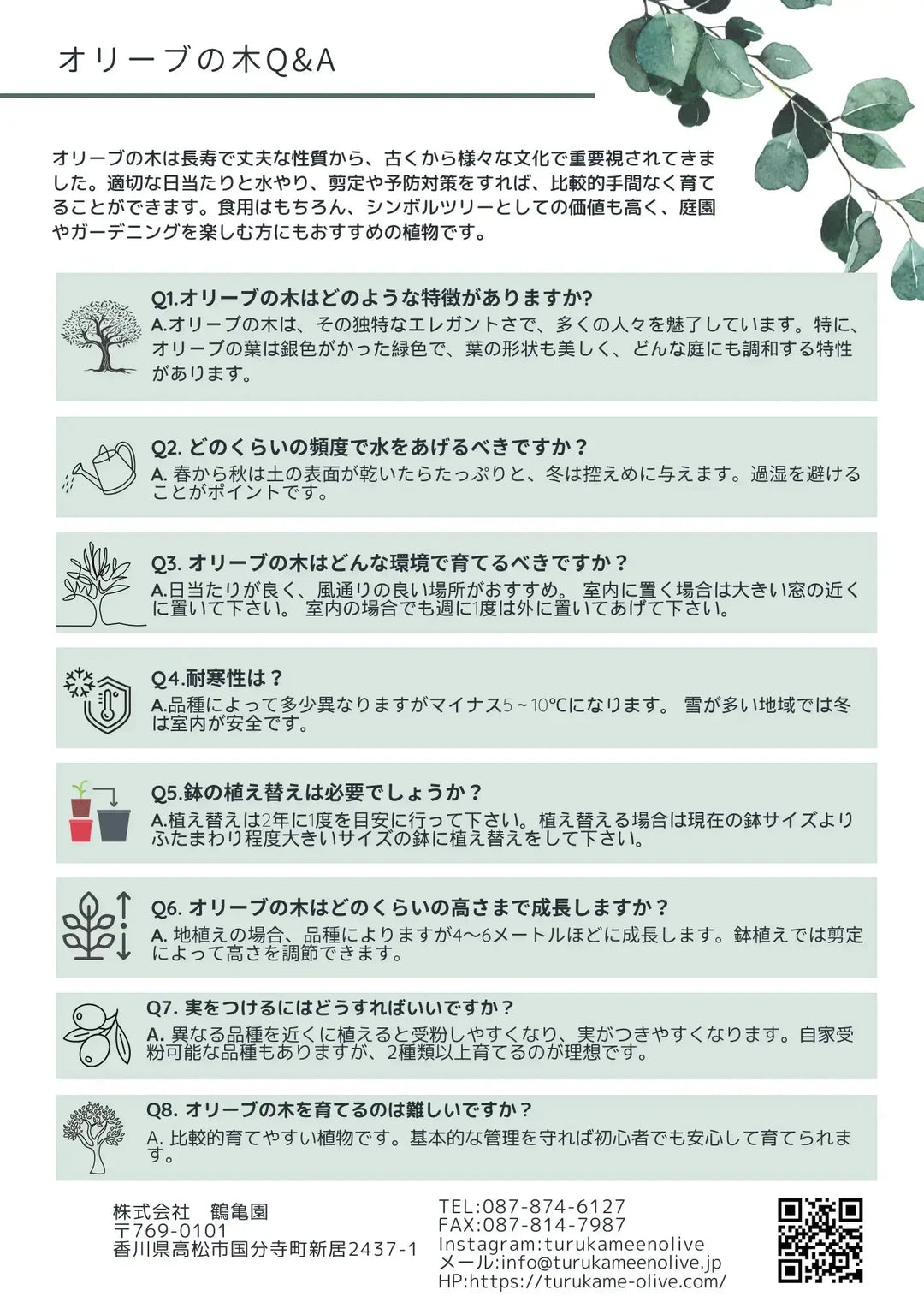 ワンセブンセブン Mサイズ 約100cm K-198 オリーブの木 - 株式会社鶴亀園