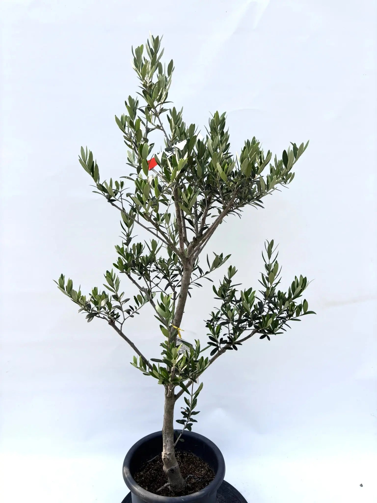 ネバディロブランコ Mサイズ 約120cm K-194 オリーブの木 人気品種