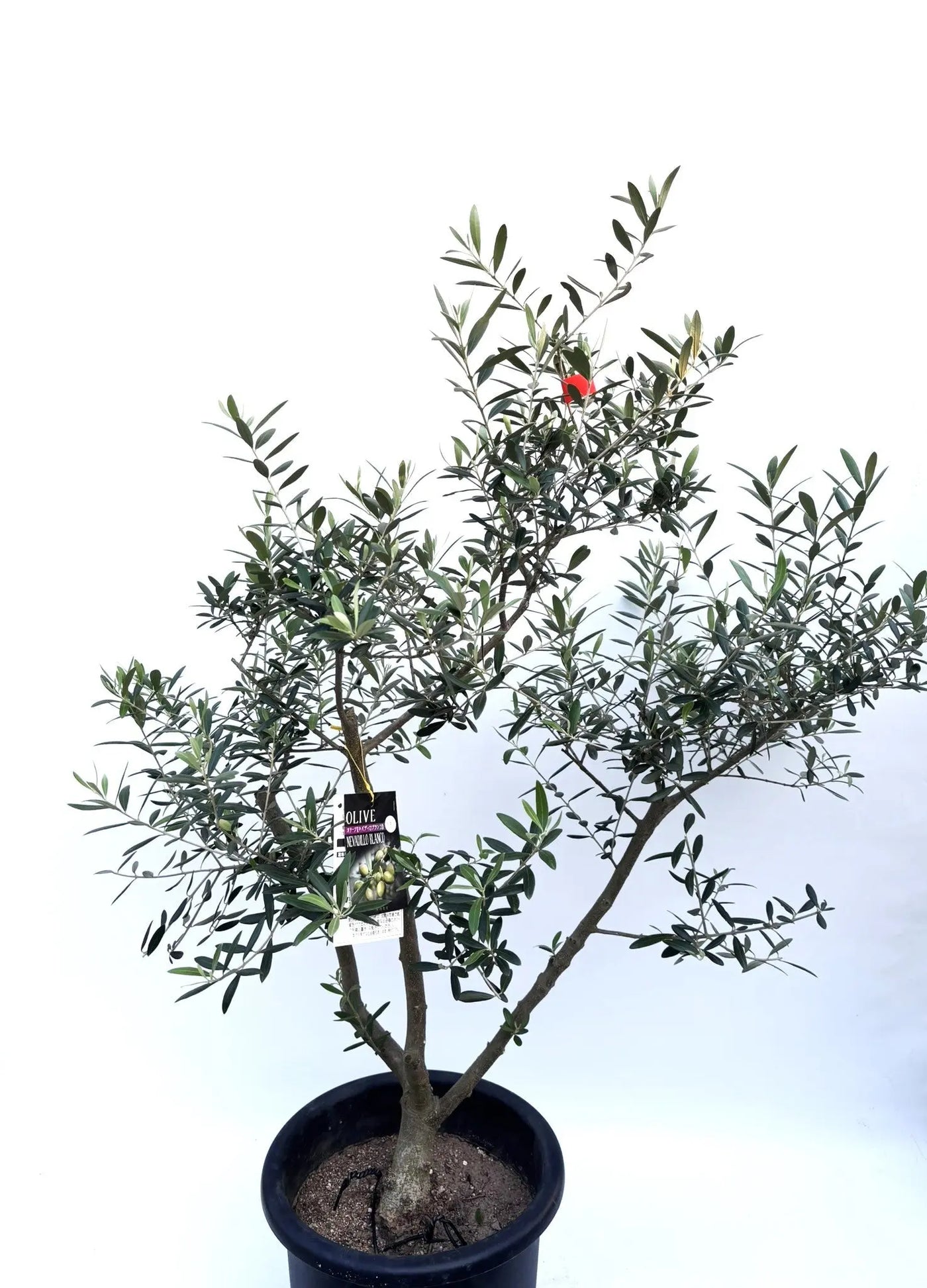 人気・開帳型】ネバディロブランコ（オリーブの木）〈初心者向き〉｜約