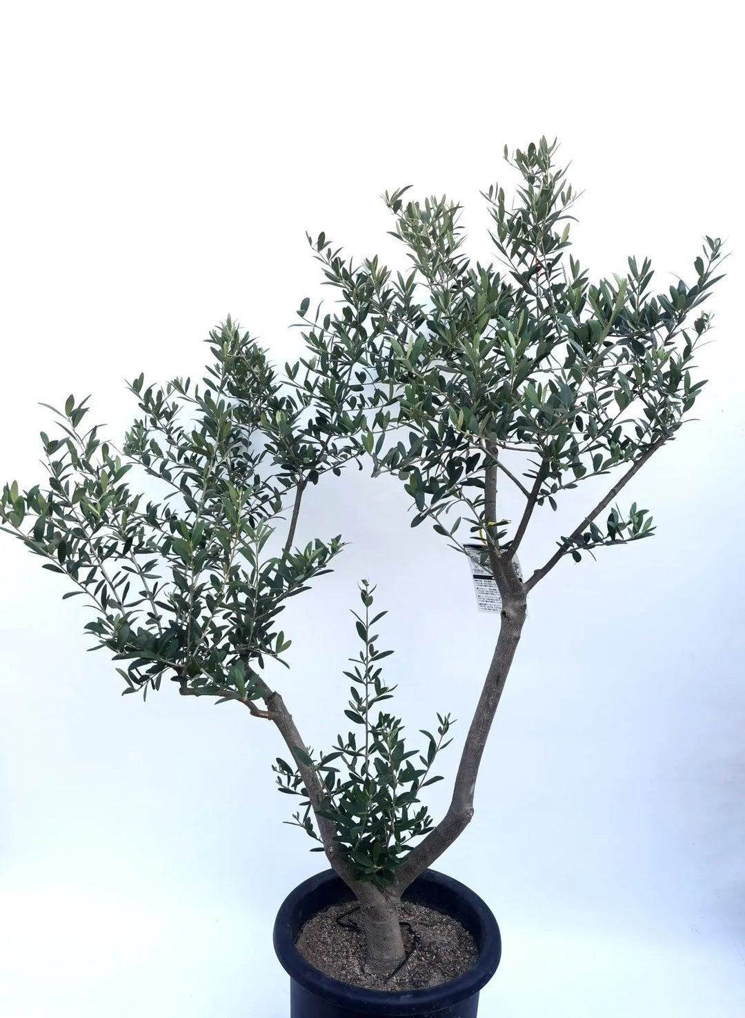 人気・開帳型】ネバディロブランコ（オリーブの木）〈初心者向き〉｜約