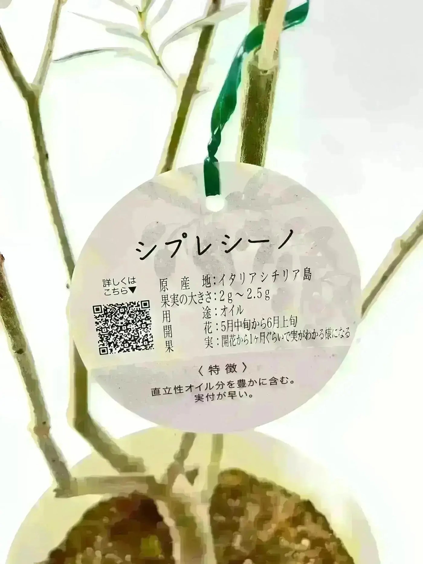 NEWシプレシーノ（オリーブの木）｜大型商品｜NO.1857｜約190cm｜人気