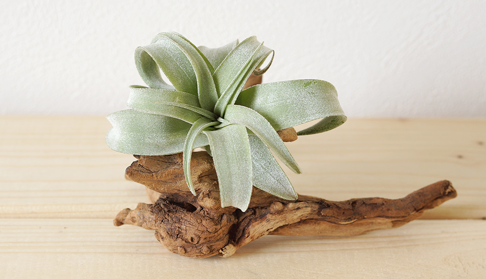 カールした葉が魅力のチランジア・ストレプトフィラ | ウチデグリーン