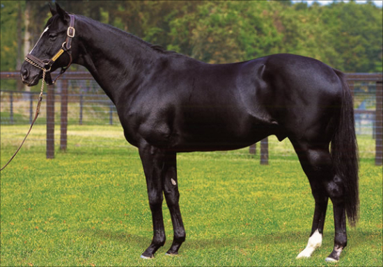 サンデーサイレンス！ウマ娘プリティーダービーに登場する競走馬たちの