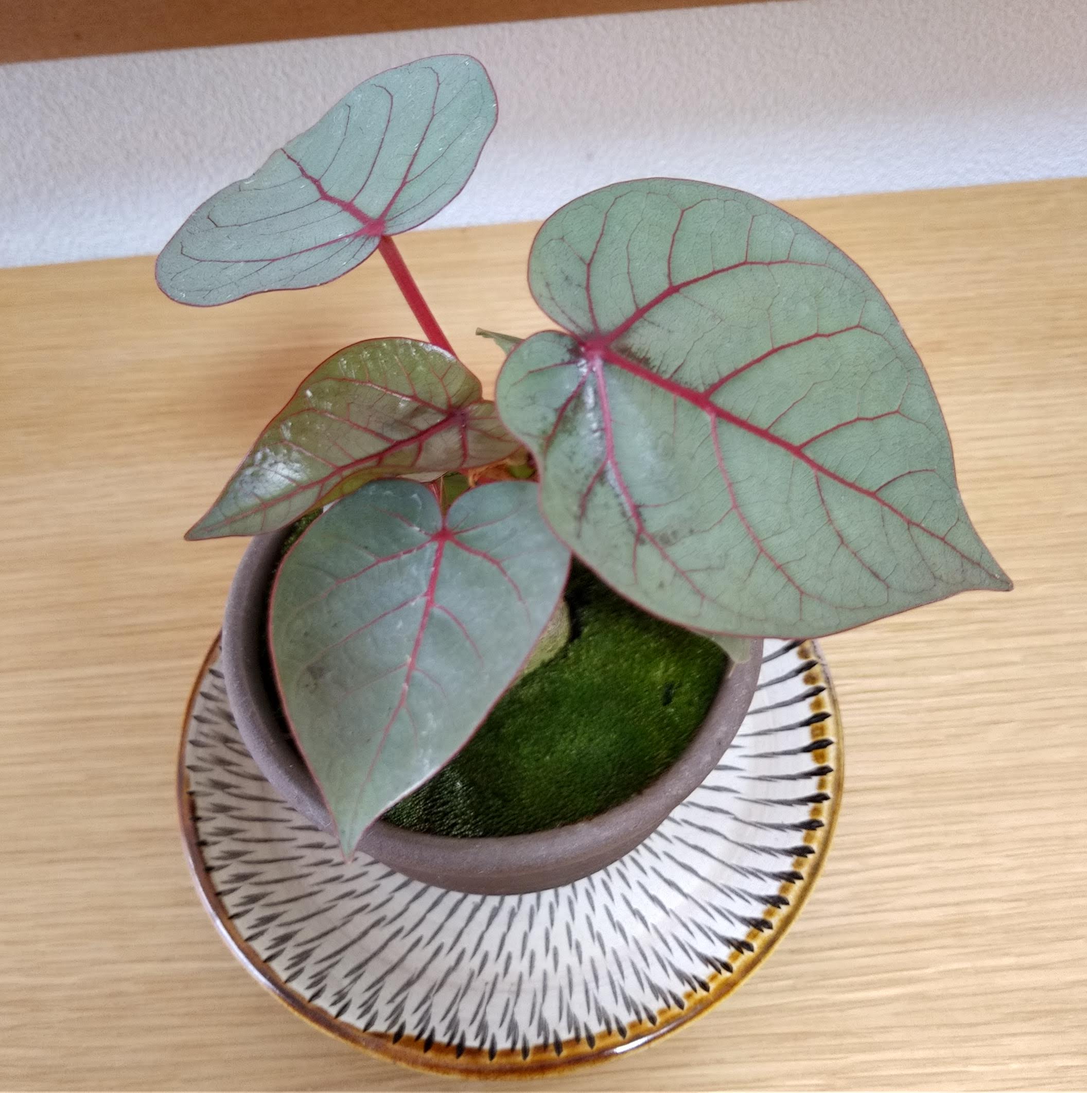 フィカス・ペティオラリス【実生苗】Ficus petiolaris