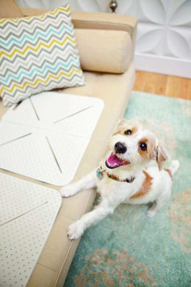 X-MAT Extra Flexible Training Aid Keeps Pets Off Furniture | UPCO