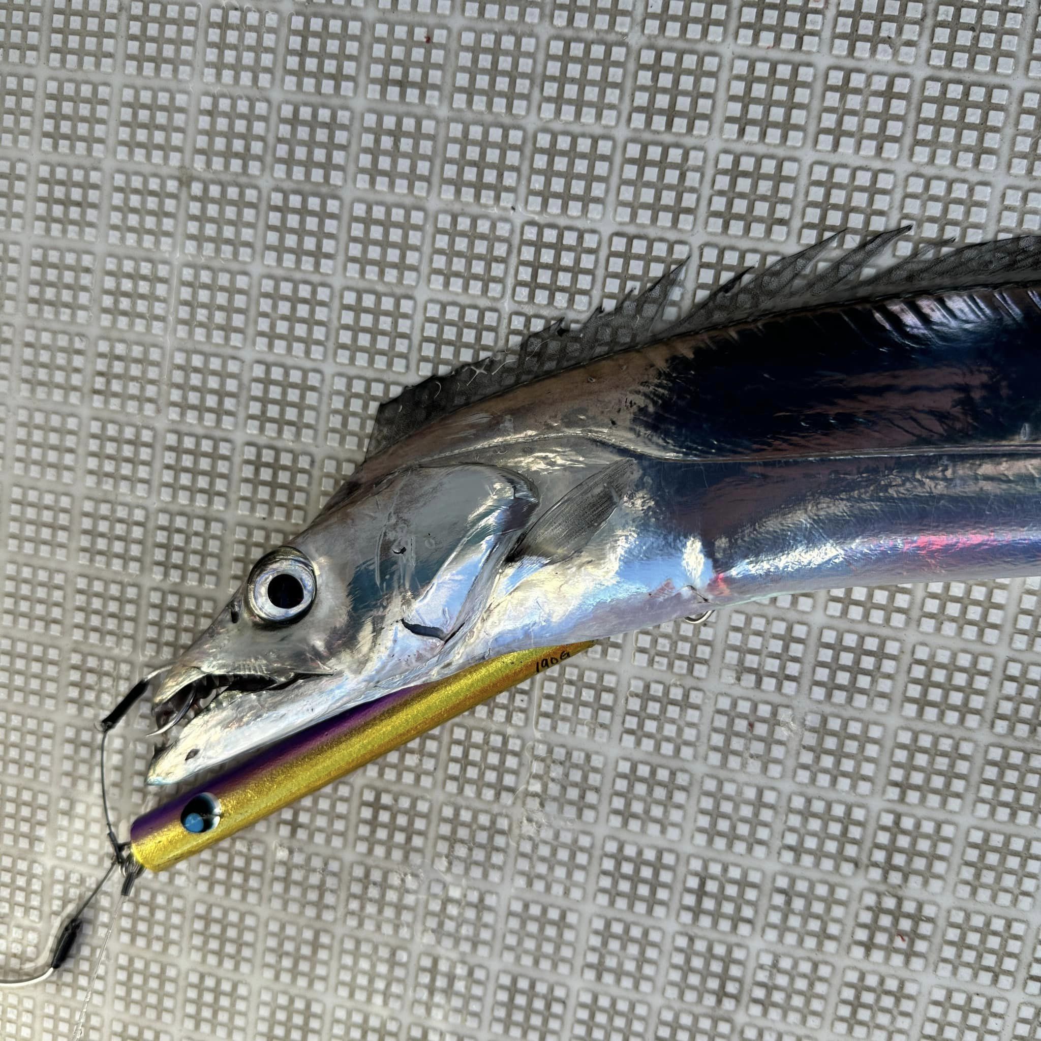 大阪堺のシーマジカルさんでの釣果 | uroco inc.