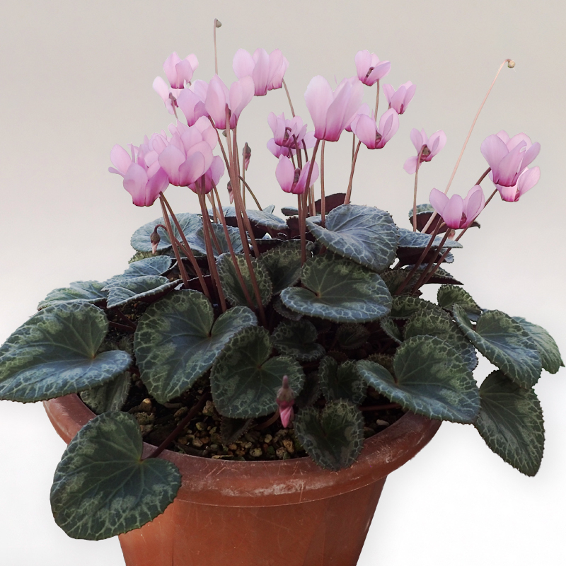 原種シクラメン コルチカムについて Cyclamen colchicum