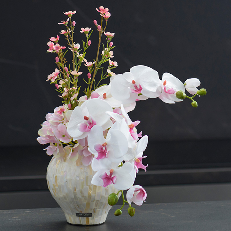 エミリオ・ロバ＞ファレノプシス リップピンク2L｜天満屋ネット