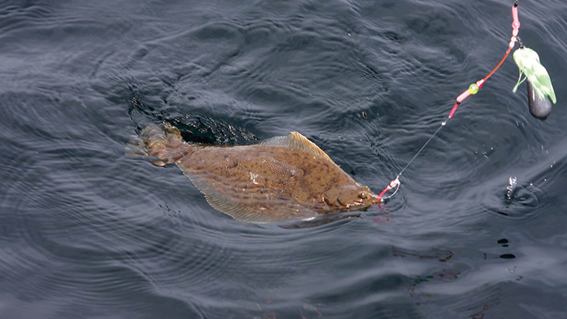 全国おすすめ釣り場ガイド 東北・宮城県・名取市／仙台湾 マコガレイ