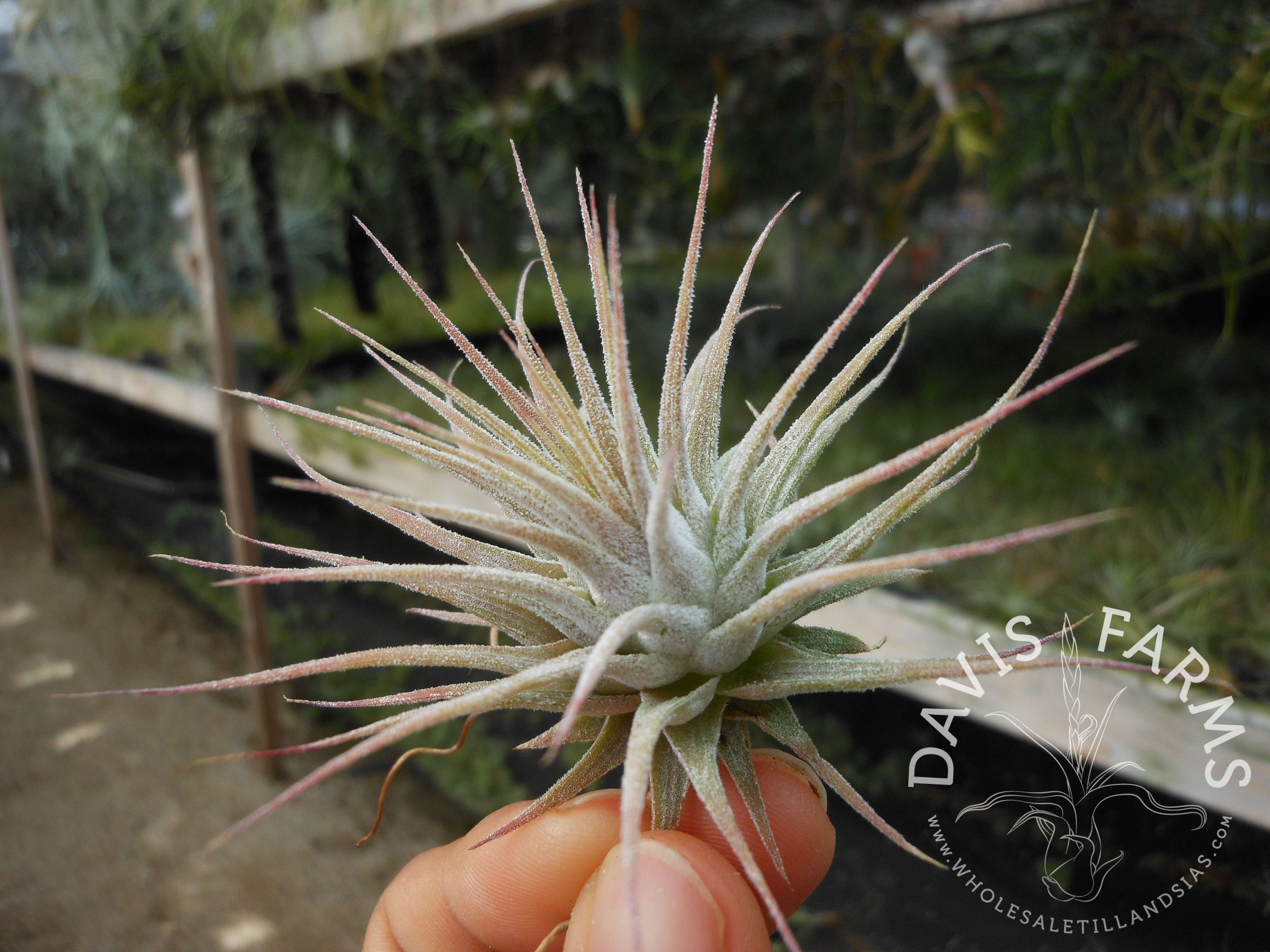 Tillandsia ionantha ionantha AKA ionantha Guatemala - Davis Farms