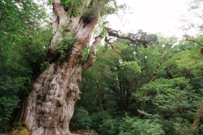 ヤクスギ | 木材博物館