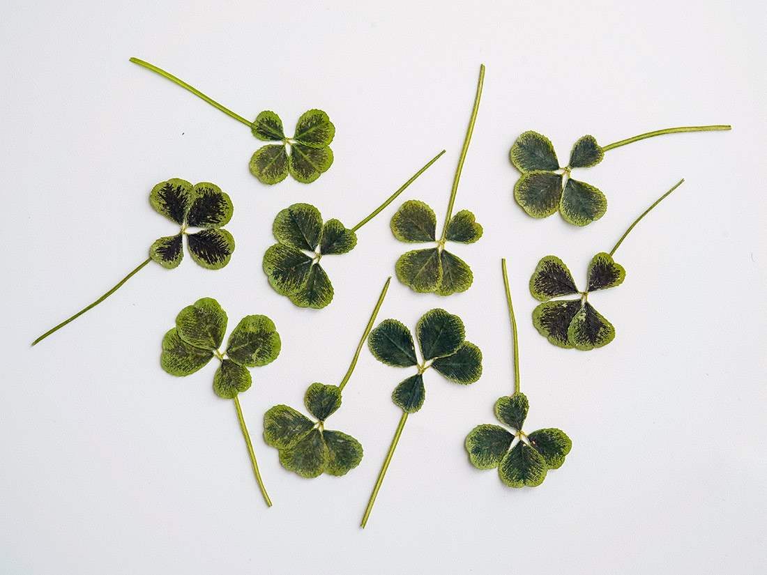 OSHIBANA 四つ葉のクローバー (10枚入) | 葉・花加工品 | お菓子・パン