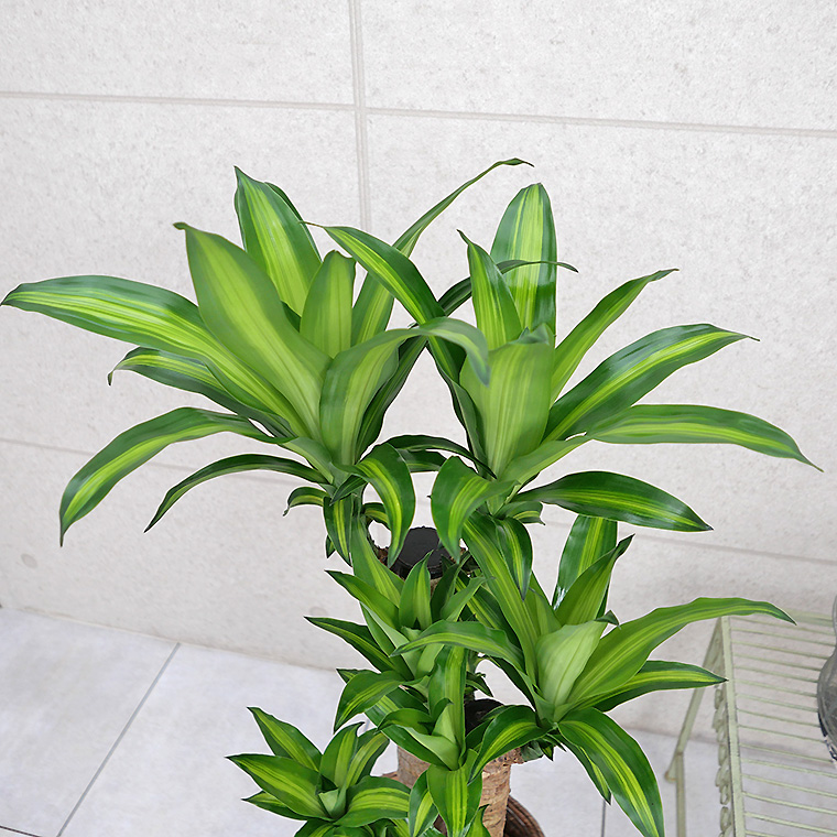 来春4月再販予定】ドラセナ・マッサンゲアナ（幸福の木） 8号鉢 観葉