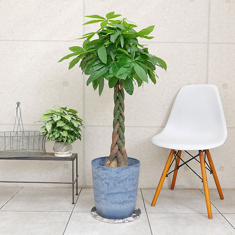 パキラ 8号鉢 観葉植物と植木鉢の専門店cocolate（ココレート）