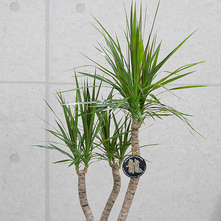 ドラセナ・コンシンネ 「龍」仕立て 8号鉢 観葉植物と植木鉢の専門店