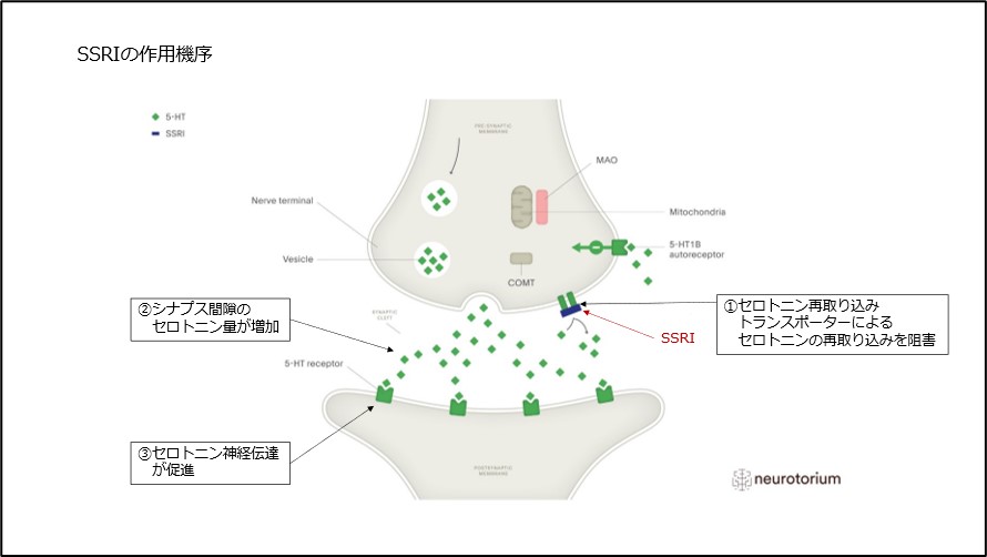 SSRIについて 作用・特徴・比較｜川崎市の心療内科・精神科の高津心音