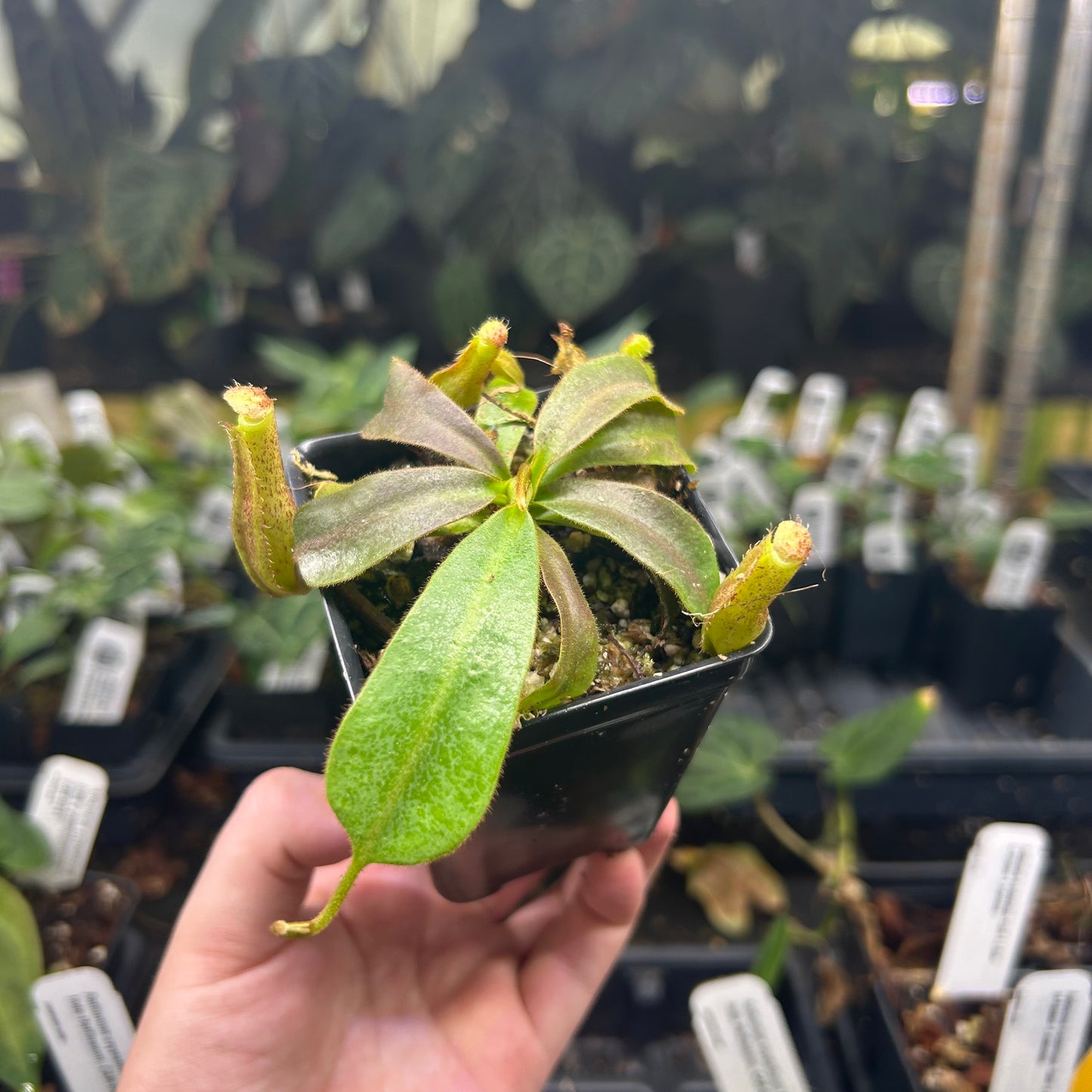 Nepenthes veitchii LL x vogelli, CAR-0726 – Carnivero