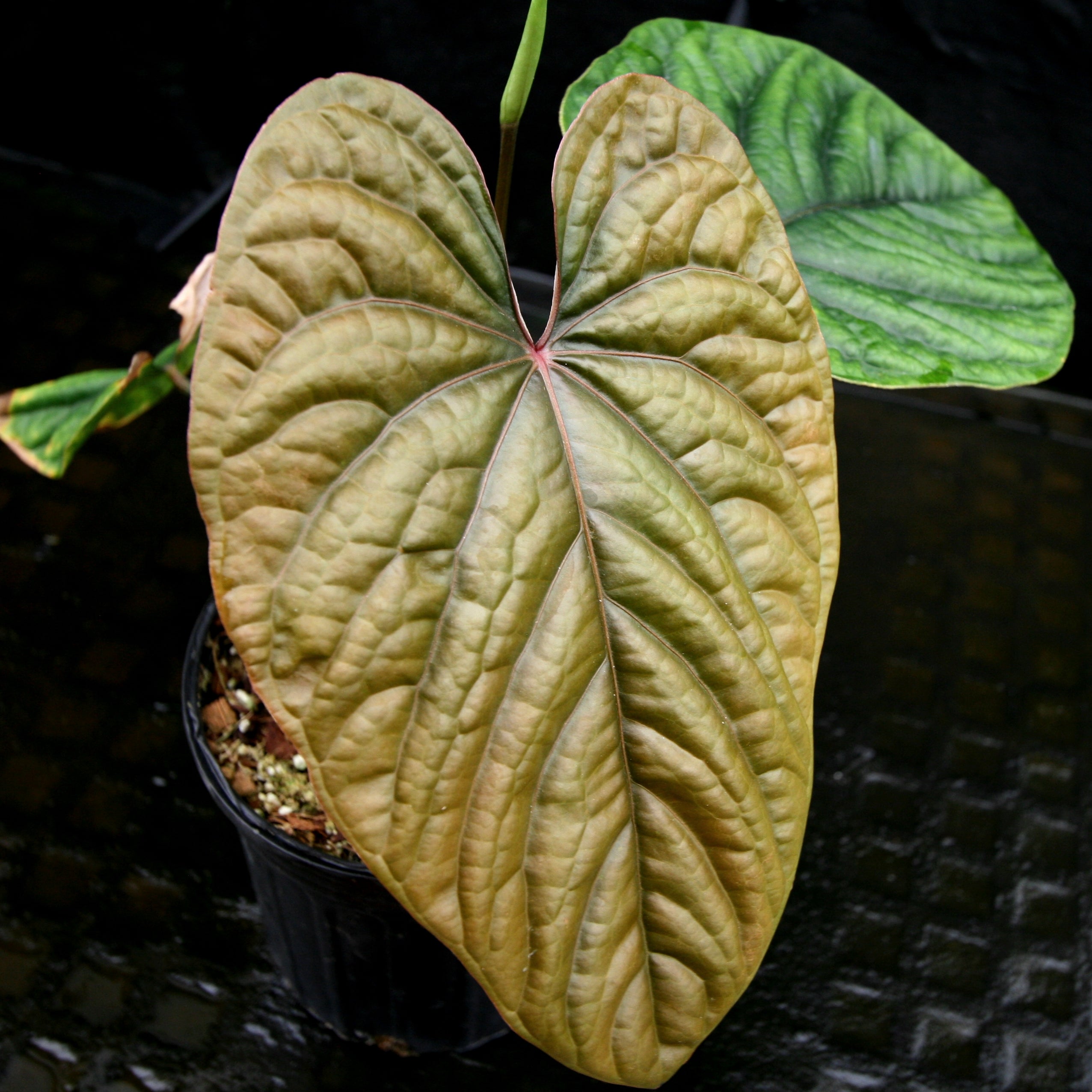 Anthurium debilis – Carnivero