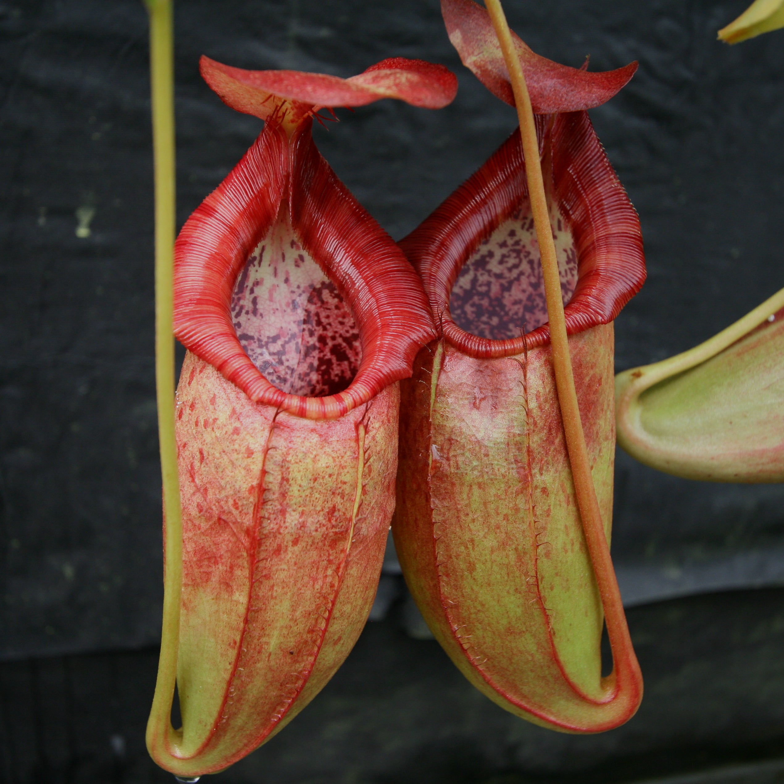 Nepenthes adrianii x [lowii x (northiana x veitchii)], CAR-0002