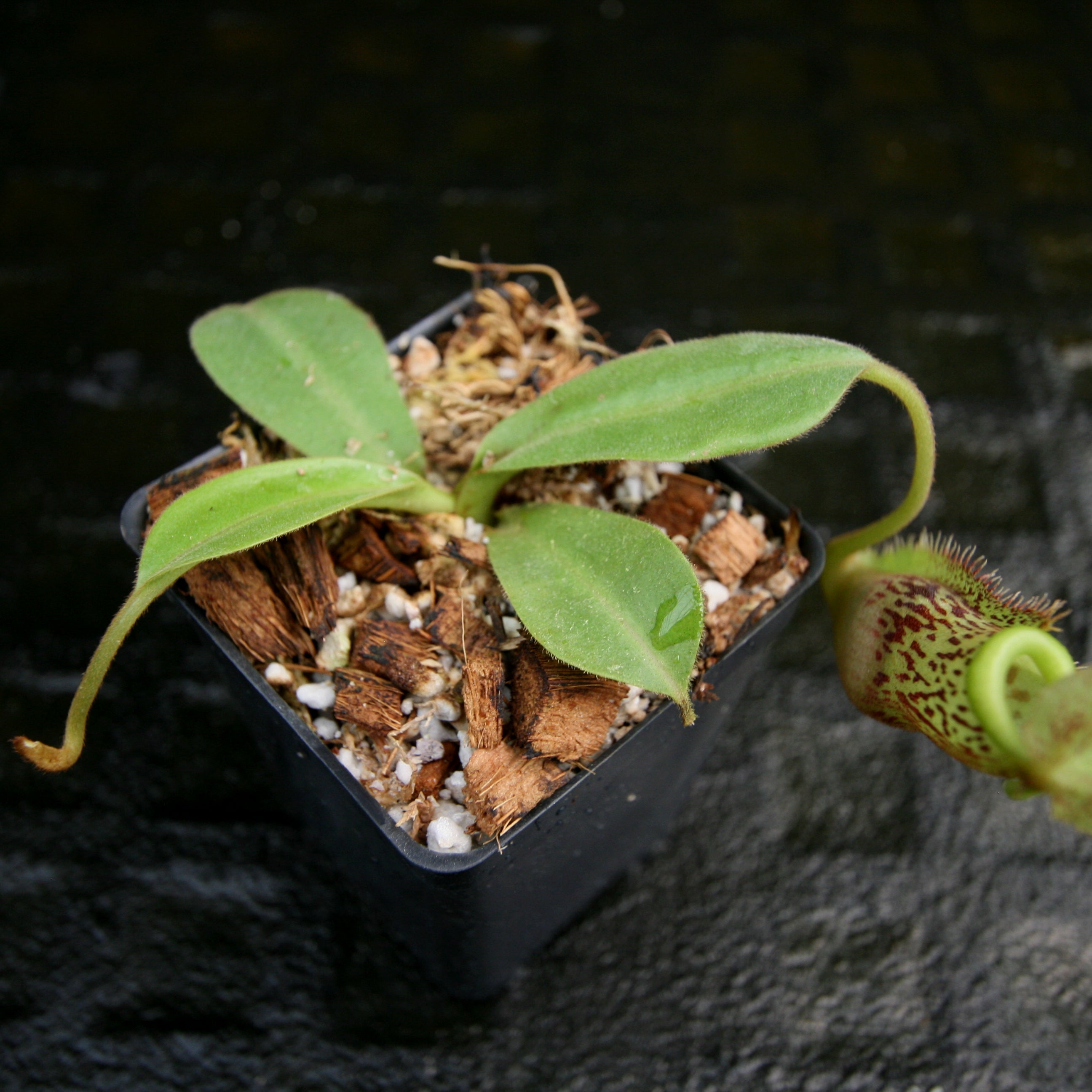 Nepenthes spathulata x platychila, BE-3945 – Carnivero