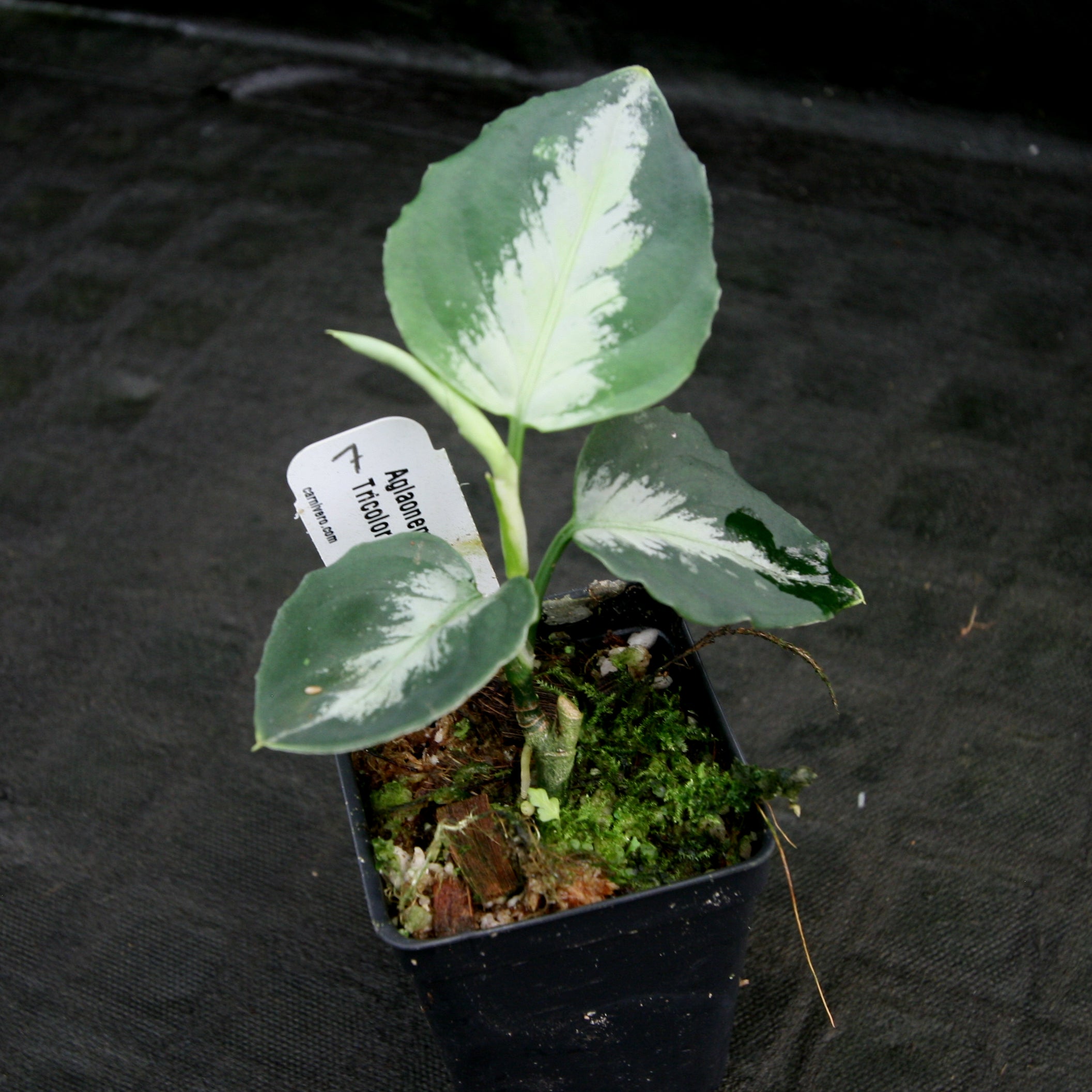 Aglaonema pictum Tricolor – Carnivero