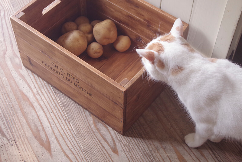 アンティーク風木製コンテナボックス｜カフェ風インテリア木箱｜通販