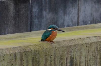 神田川の翡翠（カワセミ） - 高知市公式ホームページ（新エネルギー