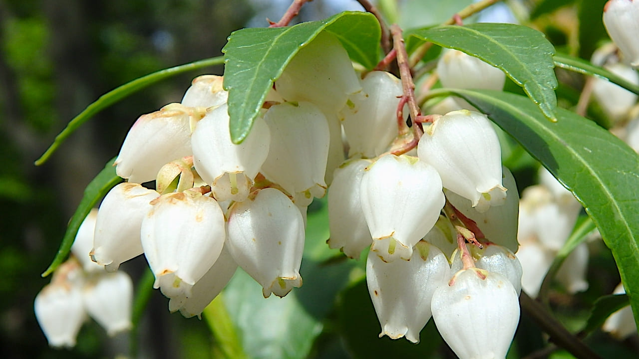 アセビの木は花や枝ぶりが美しい庭木【育て方と剪定のコツも解説します】
