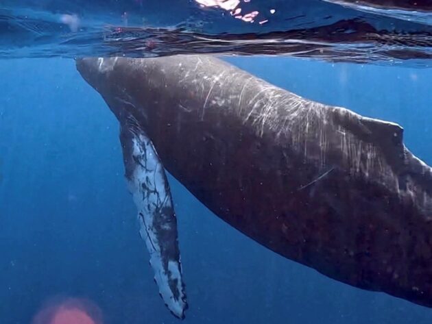 TOP | 奄美大島・加計呂麻島の観光情報サイト あまみの