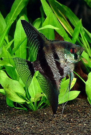 種類図鑑：レースダイヤモンドエンゼル エンゼルフィッシュ.jp