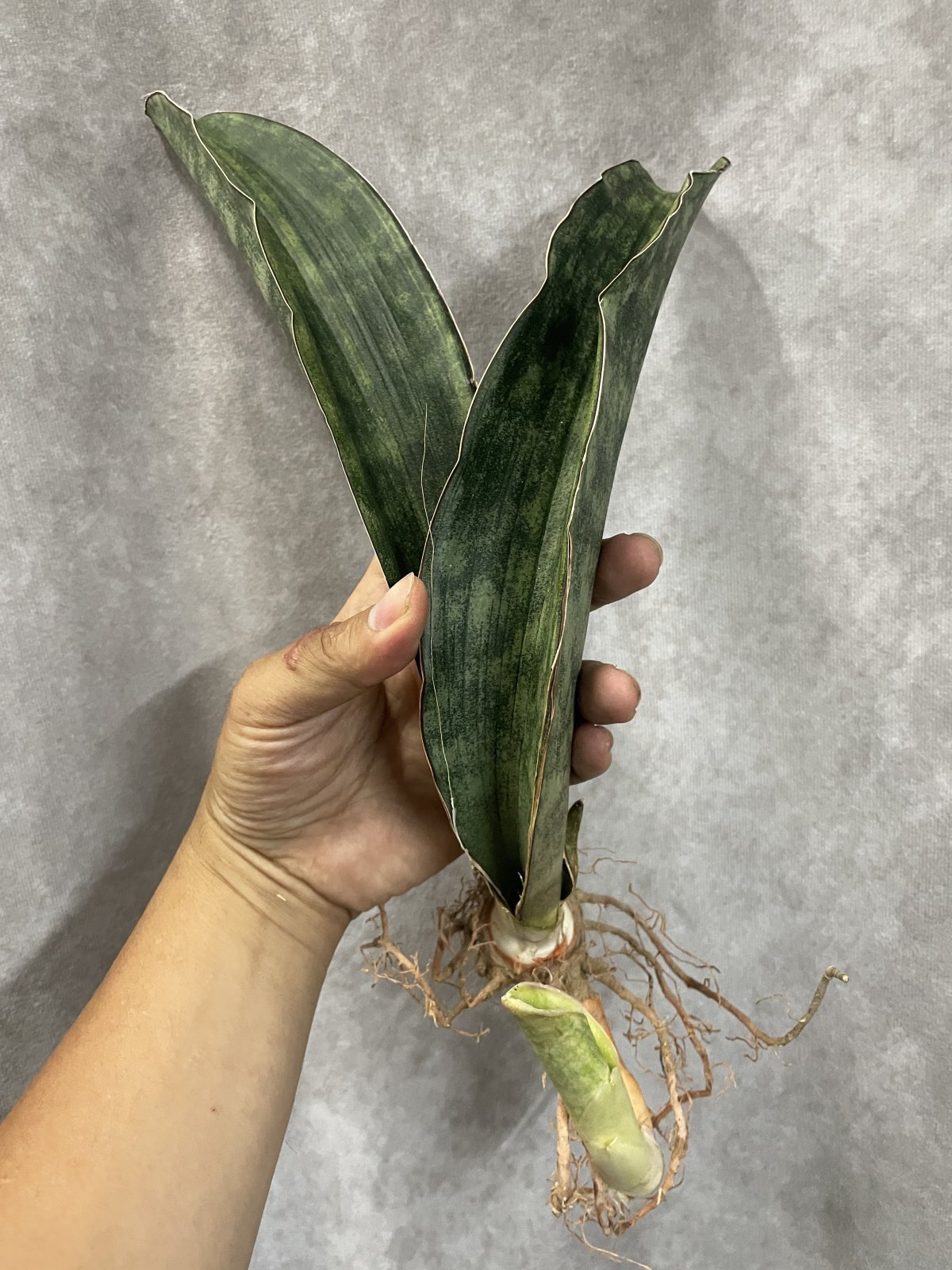 サンスベリア Sansevieria ・シミタリフォルミスR944斑入り(D