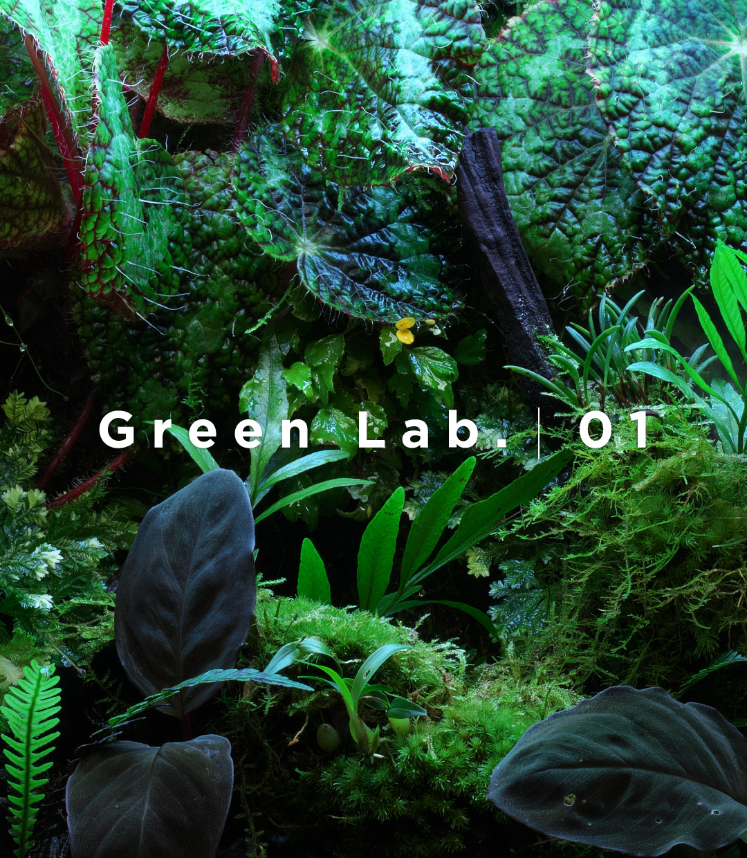 Amano考 -ガラスの中の大自然- 第1回「身近な自然」 | AQUA DESIGN AMANO